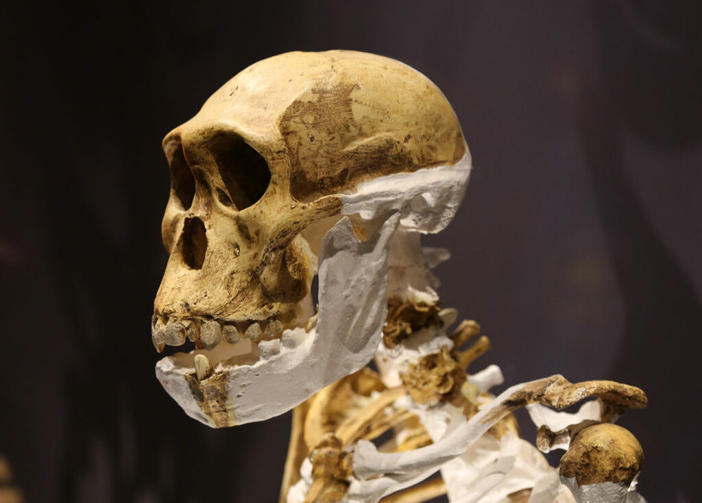 Crâne et mandibule Australopithecus sediba