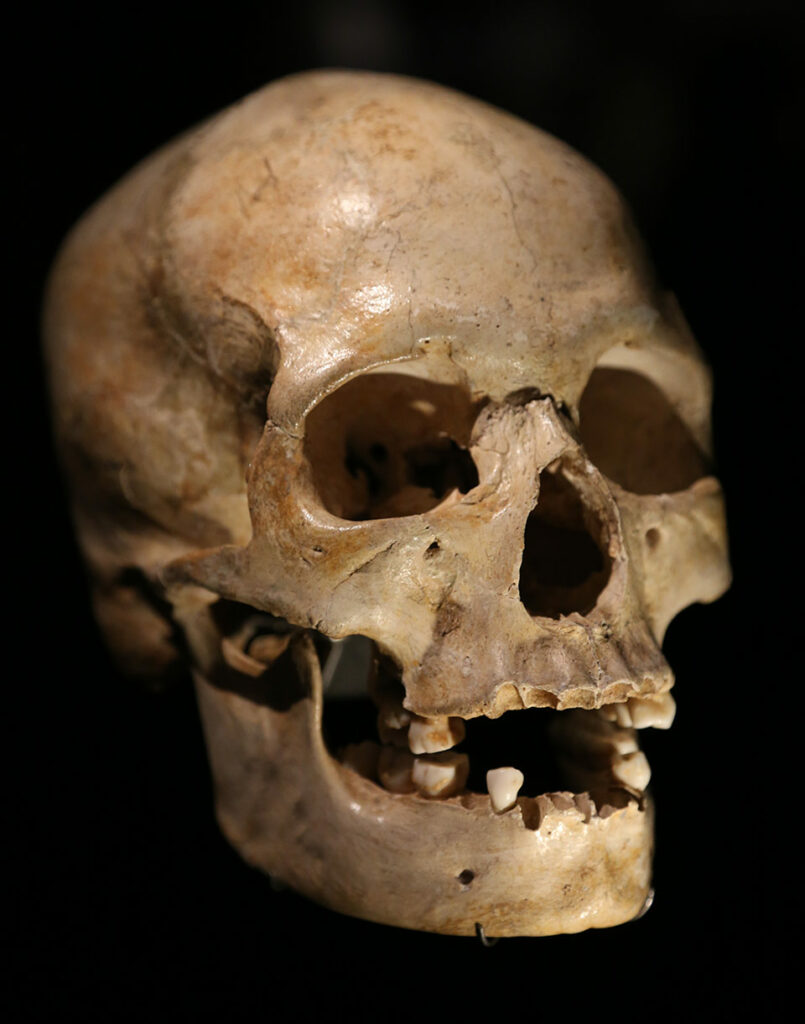 Crâne et mandibule de la femme de l'abri Pataud aux Eyzies