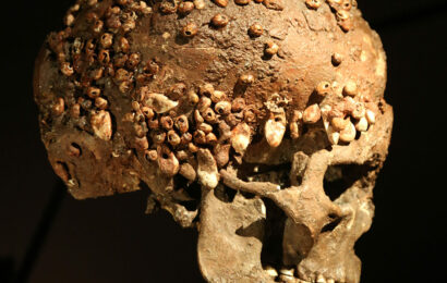 Dame du Cavillon - Crâne