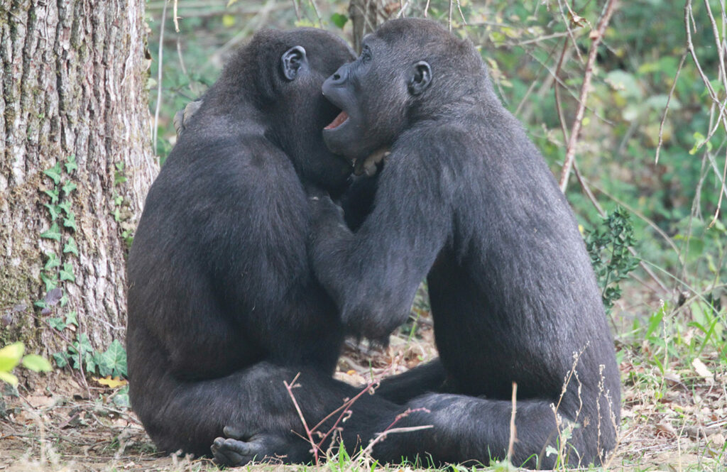 Echanges entre gorilles