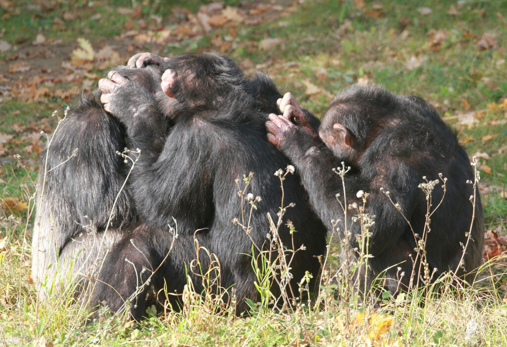 Épouillage de chimpanzés