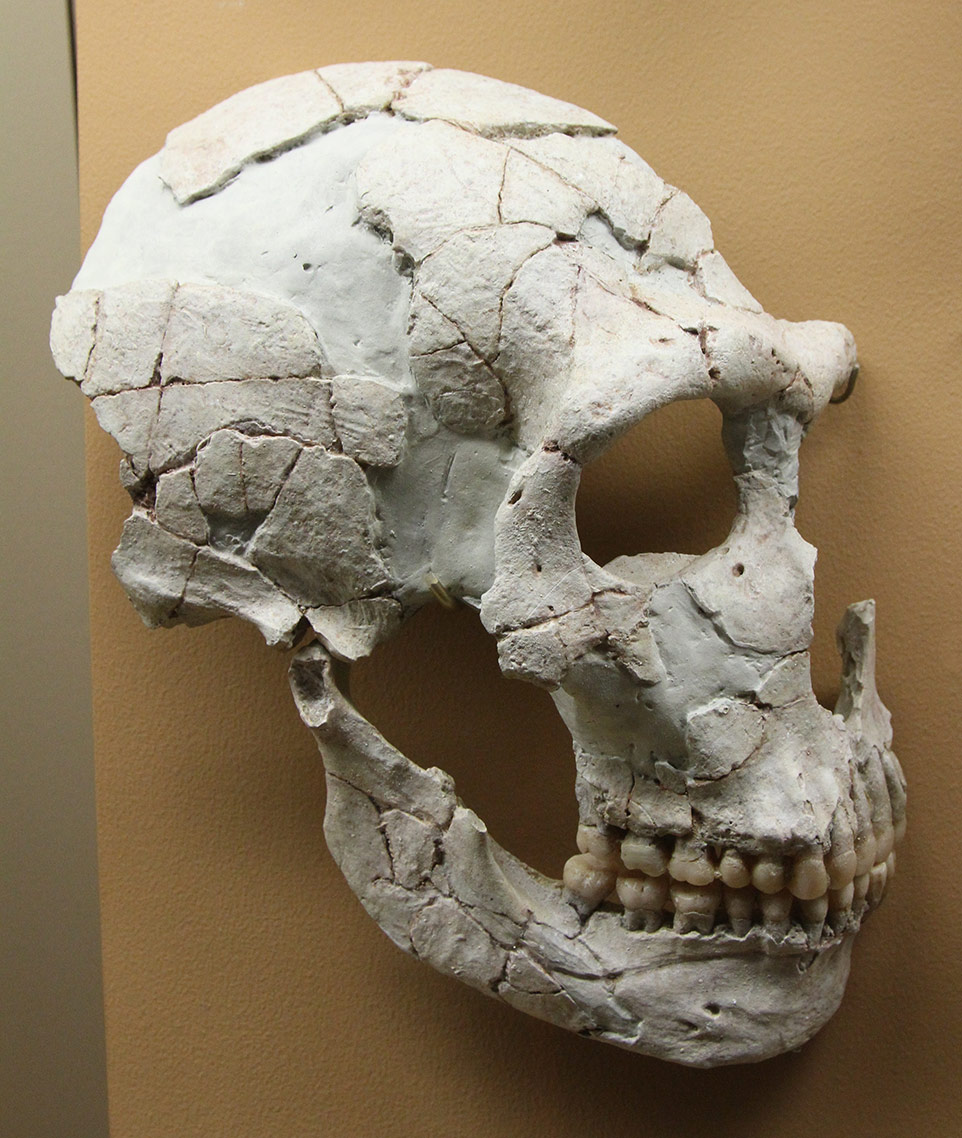 Crâne et mandibule Néandertal Saint Cesaire