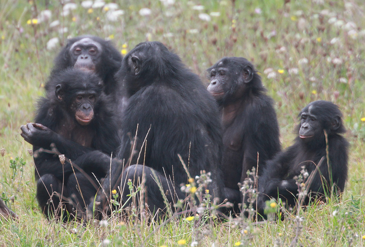 Bonobos regroupés