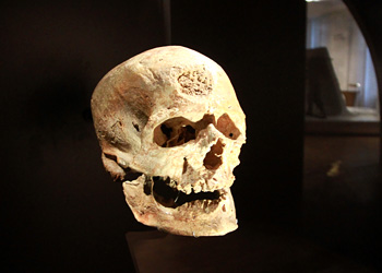 Crâne Homme de Cro-Magnon