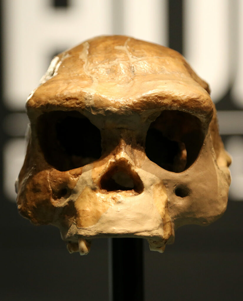 Homo erectus