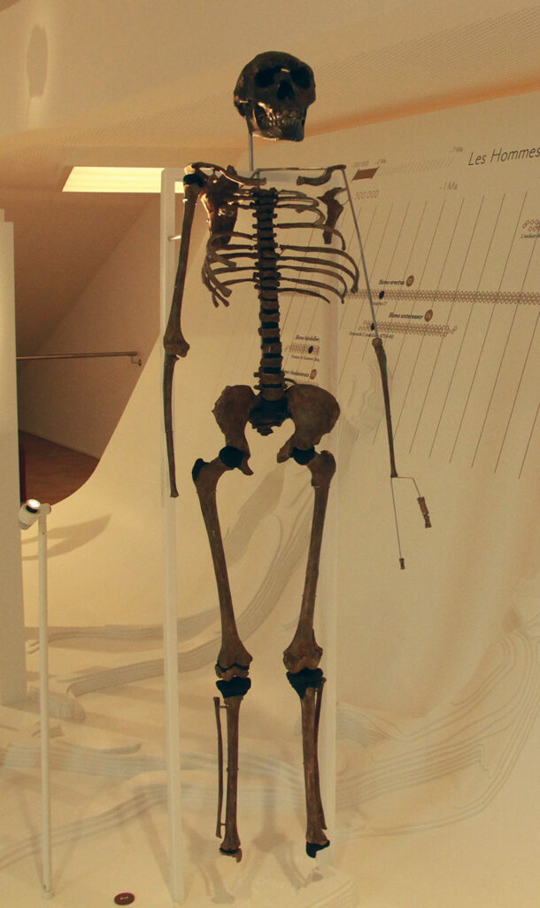 Squelette Homo ergaster
