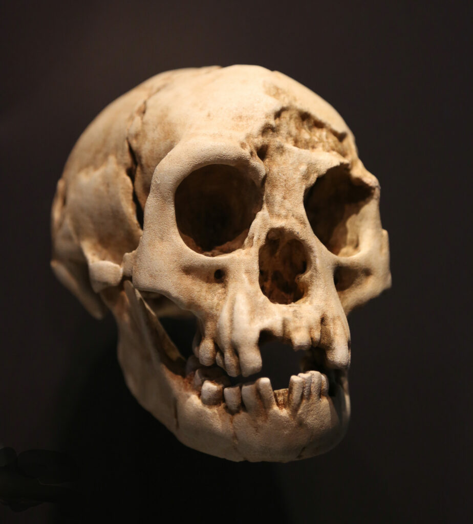 Homo floresiensis