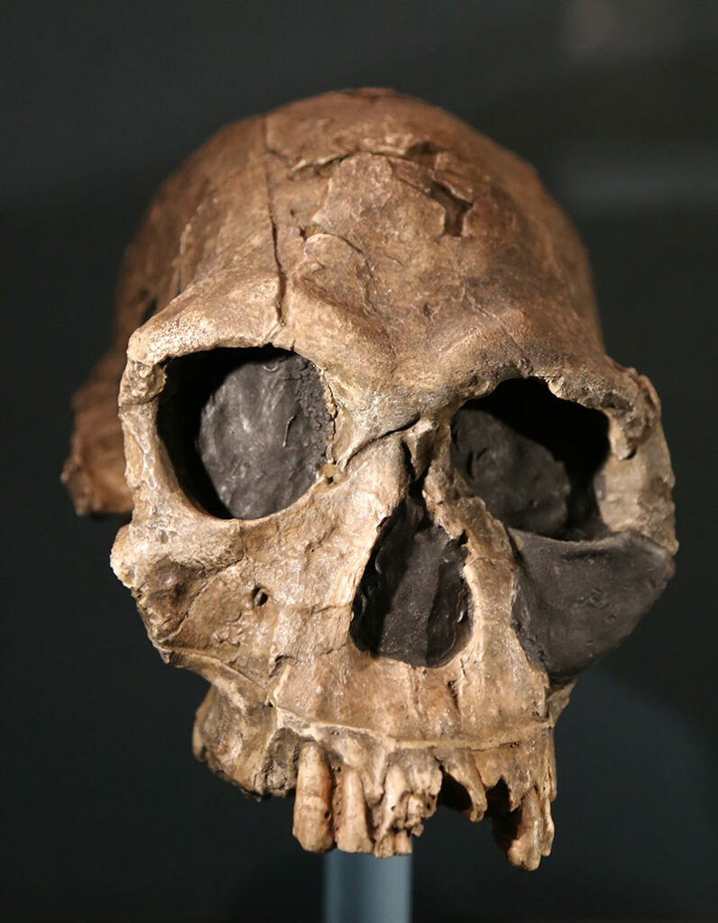 Crâne Homo habilis