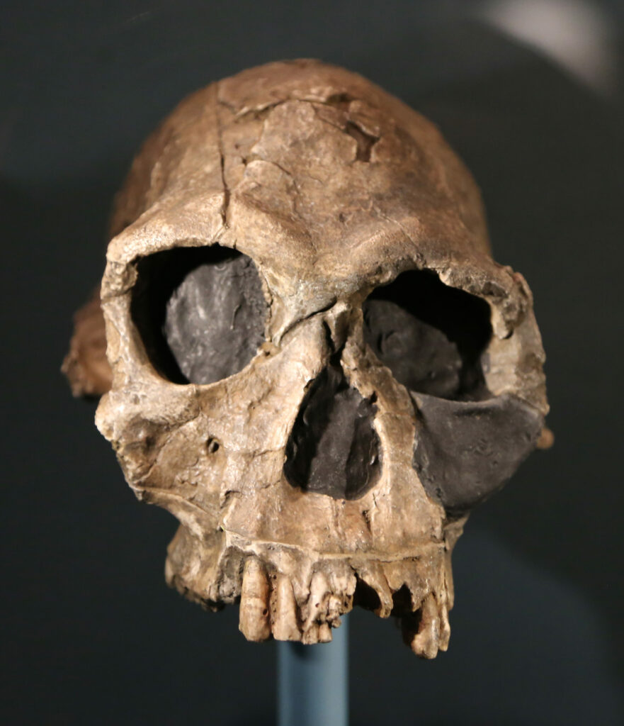 Crâne Homo habilis
