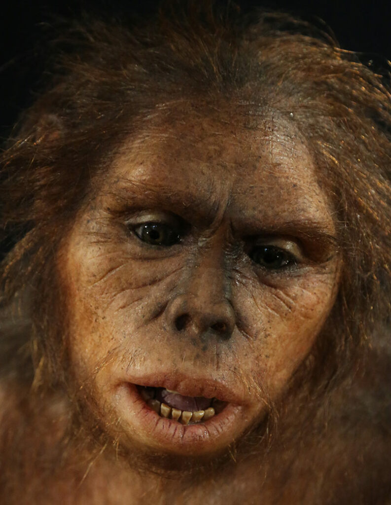 Homo habilis - Reconstitution