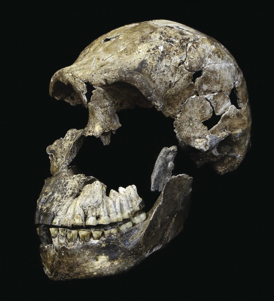 Crâne Homo naledi