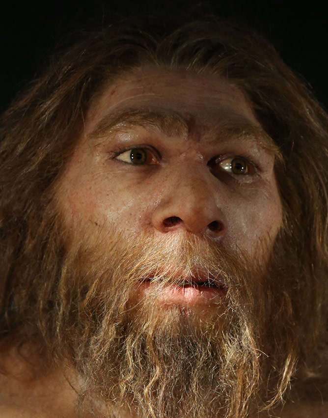 Homo neandertalensis