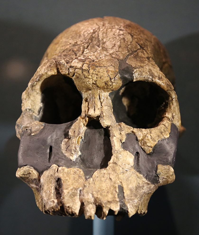 Homo rudolfensis