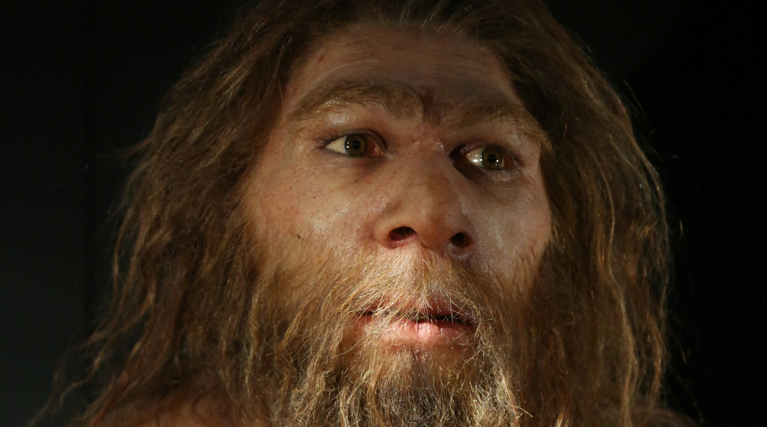 Reconstitution face Néandertal