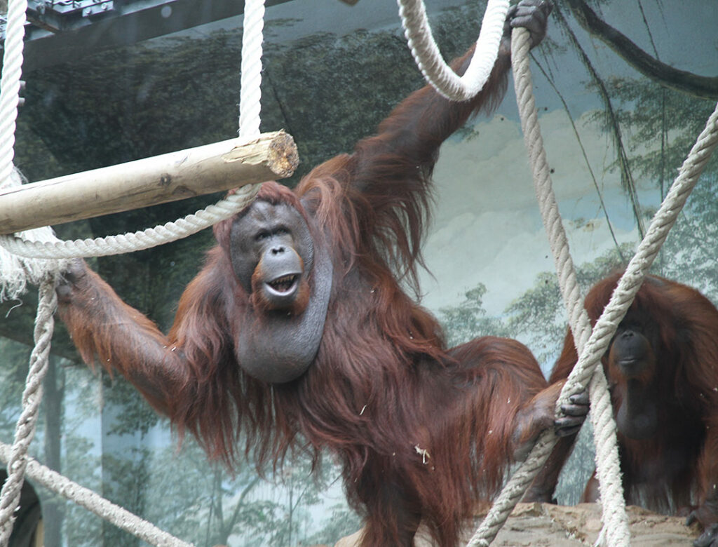 Male Orang-outan