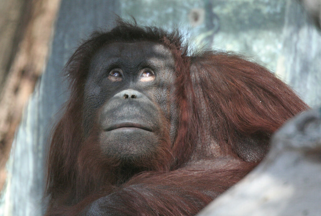 Orang-outan songeur