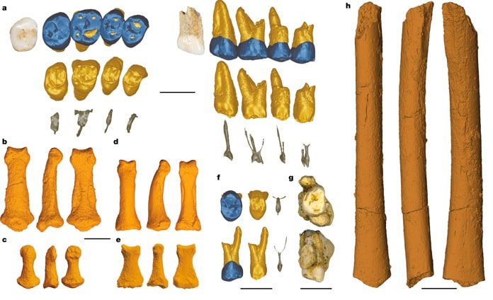 Homo Luzonensis ossements retrouvés