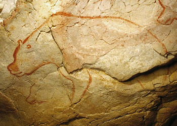 Ours - grotte Chauvet