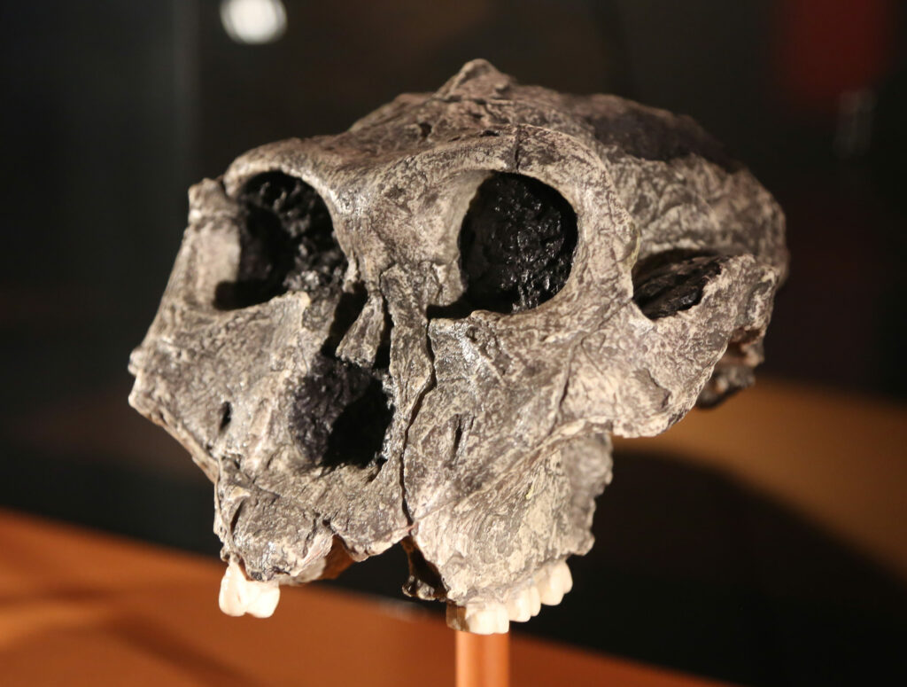 Paranthropus robustus