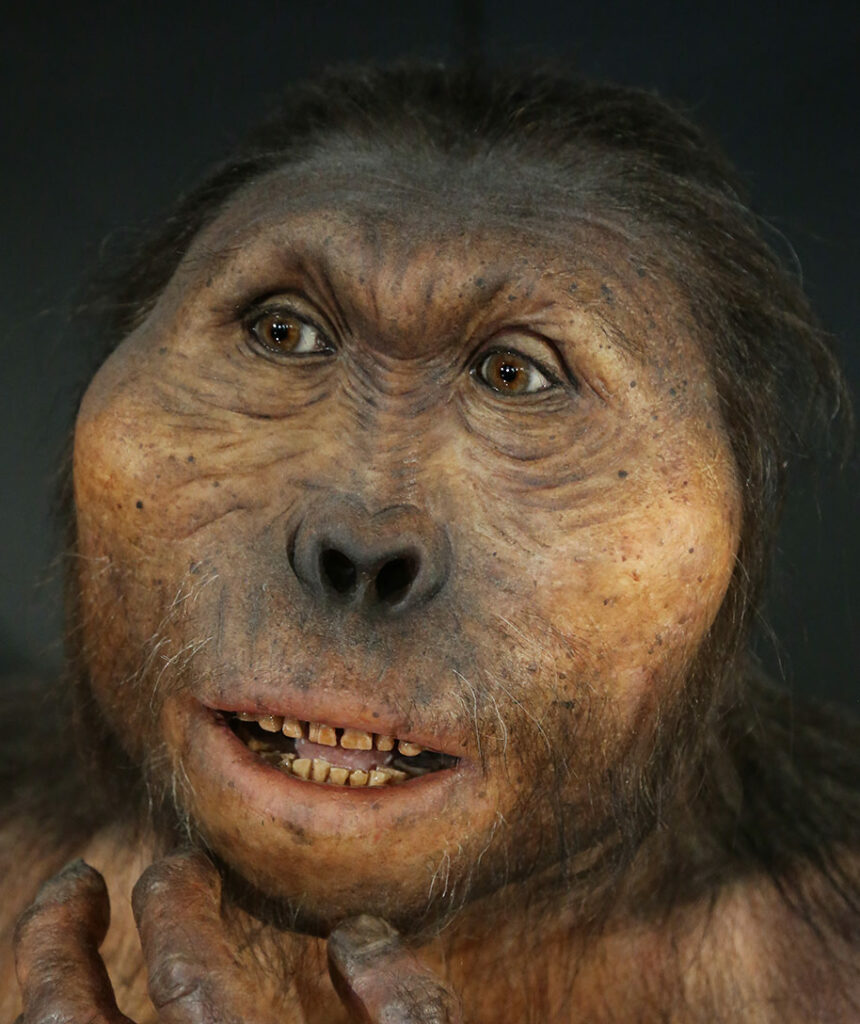 Paranthropus boisei