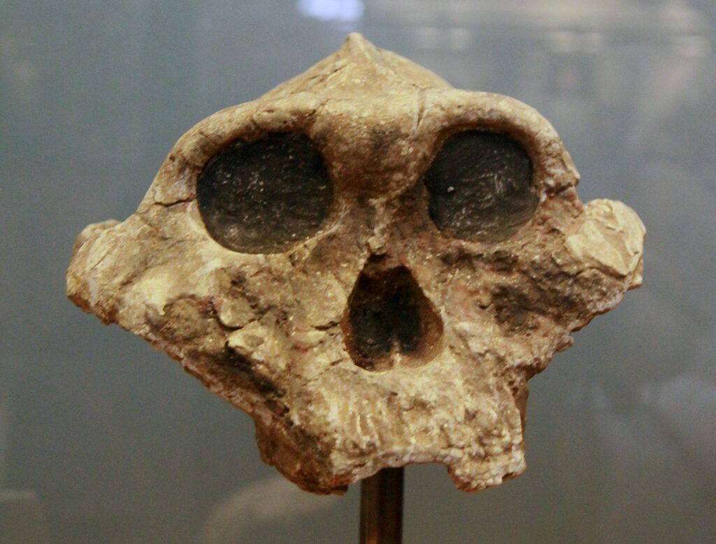 Paranthropus boisei