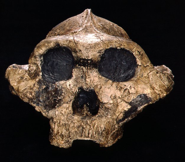 Crâne Paranthropus boisei