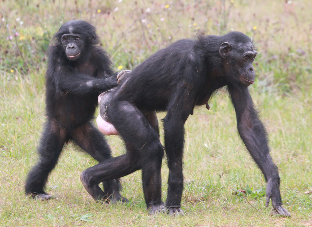 Mère et son petit bonobo