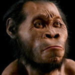 Homo naledi