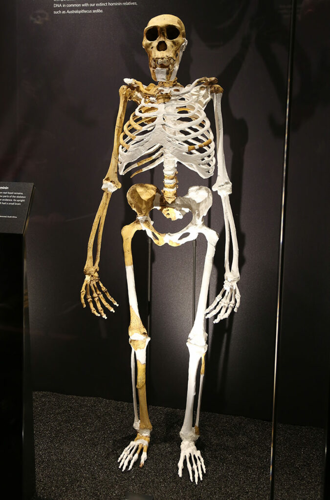 Squelette Australopithecus sediba