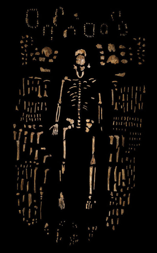 Homo naledi