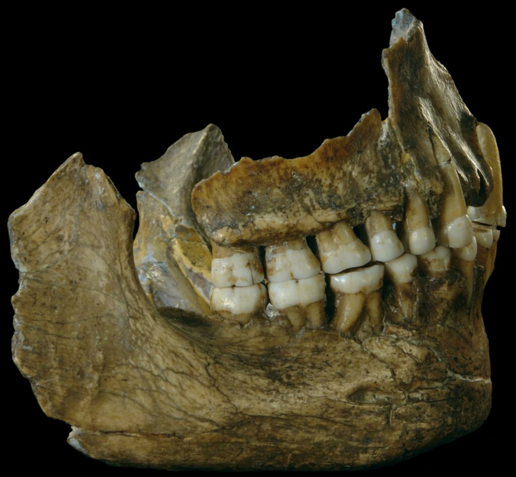 Tarter sur les dents de Néandertal