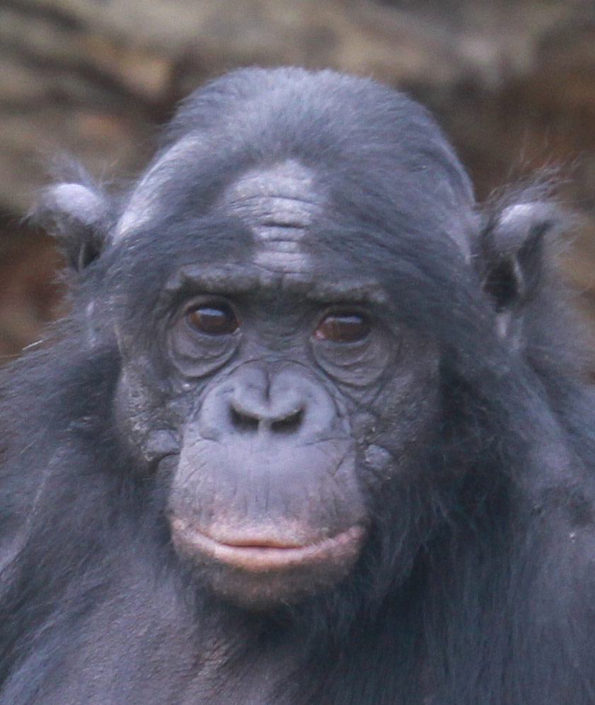 Tete Bonobo de face