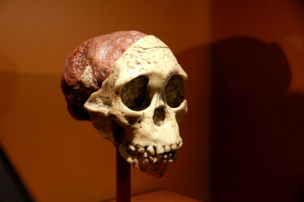 Cerveau Australopithecus africanus