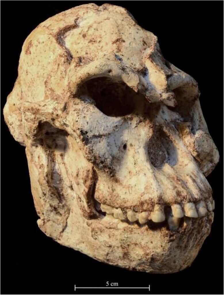 Crâne Australopithecus Prometheus