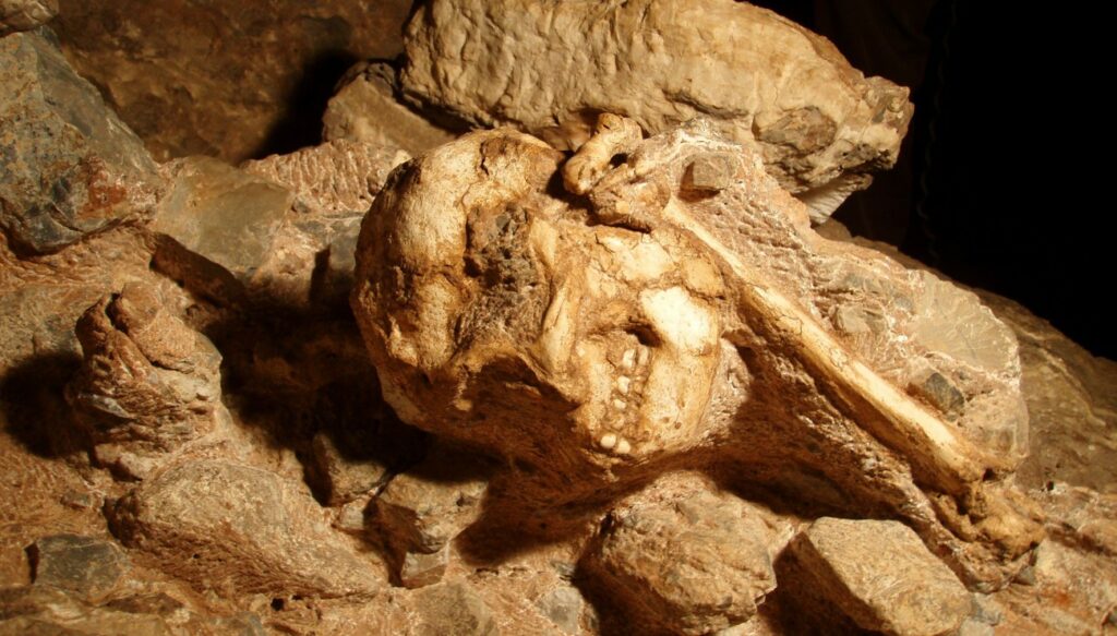 Crâne Australopithecus Prometheus dégagement