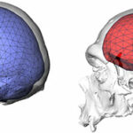 Endocrâne Néandertal / Sapiens