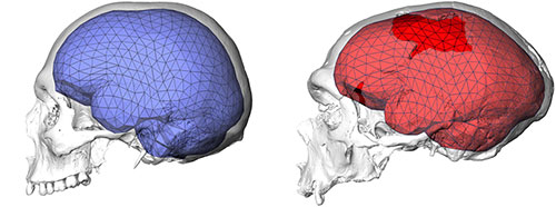 Endocrâne Néandertal / Sapiens