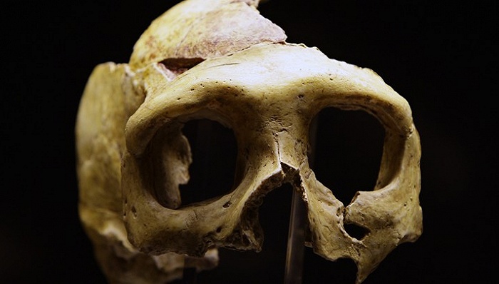Crâne Néandertal Krapina