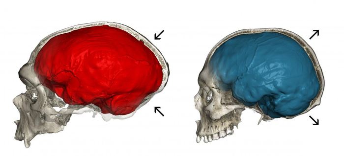 Endocrâne Néandertal Sapiens