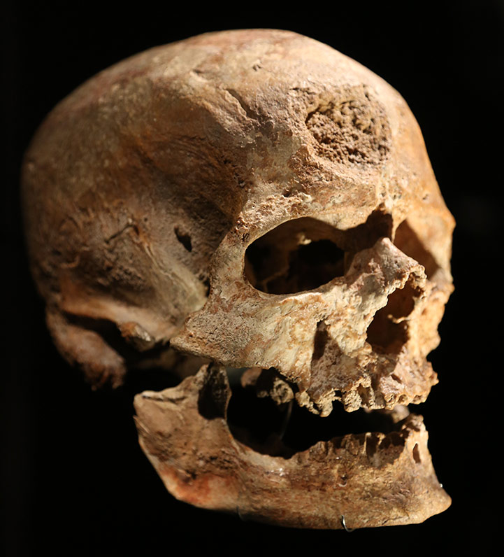 Crâne de Cro-Magnon