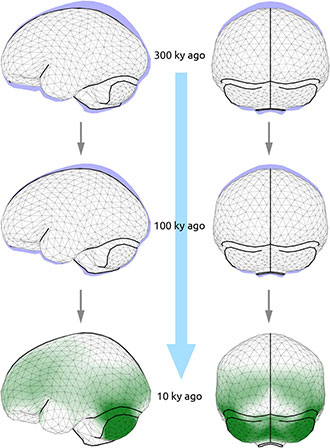 Evolution endocrâne Homo sapiens