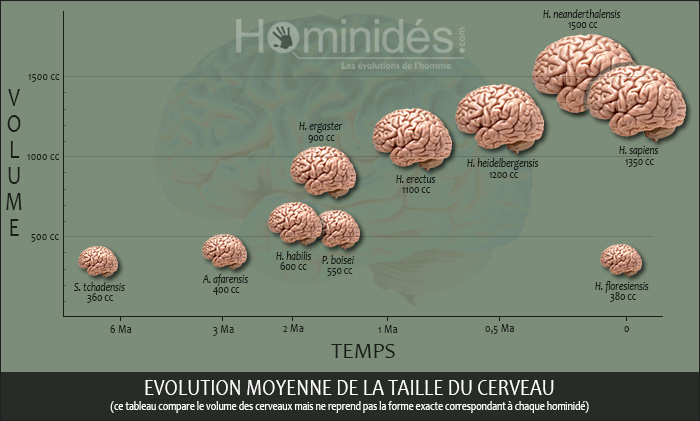 Evolution moyenne de la taille du cerveau