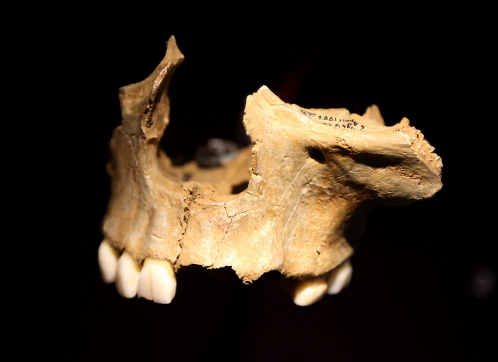 Mandibule grotte de Gough