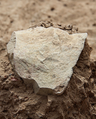 Les premiers outils âgées de 3,3 millions d’années