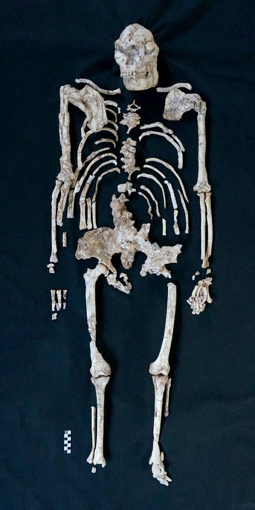 Squelette Australopithecus Prometheus