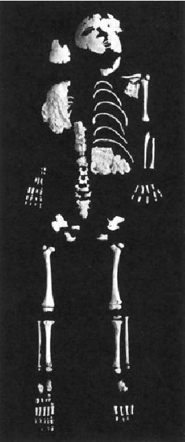 Squelette Lagar Vehlo