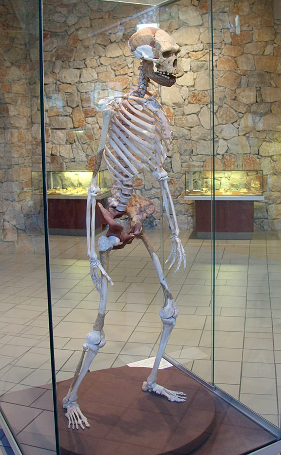 Homme de Tautavel - Squelette