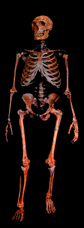 squelette de Homo neanderthalensis