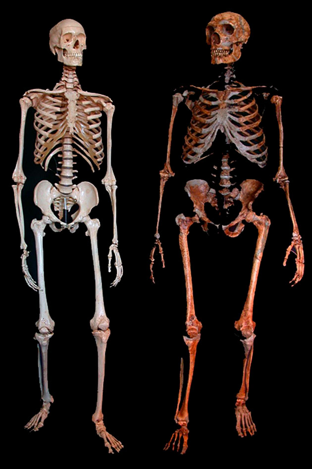Comparaison Squelettes