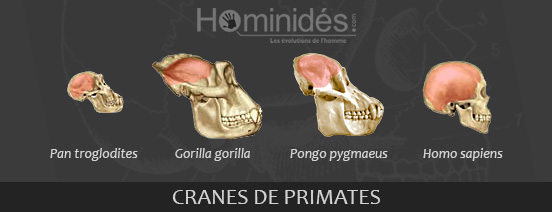 Crânes primates